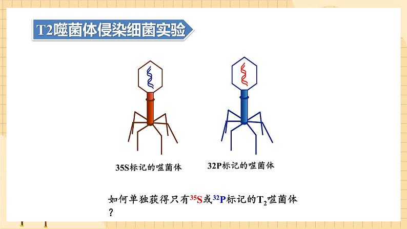 3.1DNA是主要的遗传物质(第二课时）  课件 新人教版生物必修207