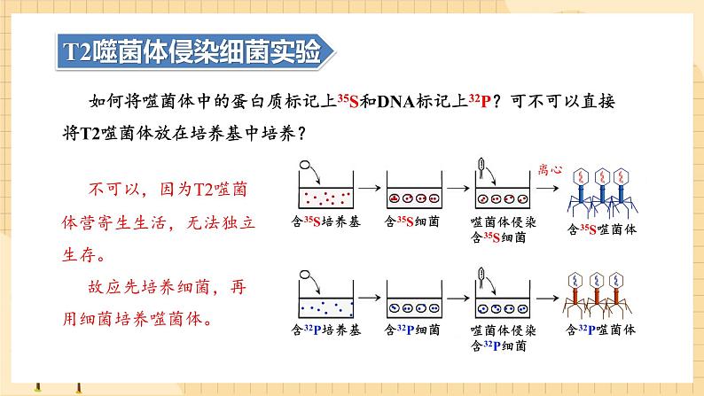 3.1DNA是主要的遗传物质(第二课时）  课件 新人教版生物必修208