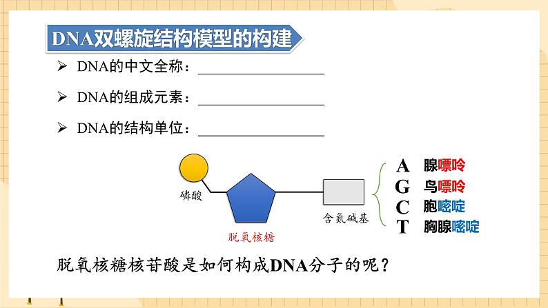 3.2DNA的结构  课件 新人教版生物必修205