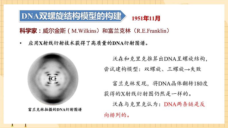 3.2DNA的结构  课件 新人教版生物必修207