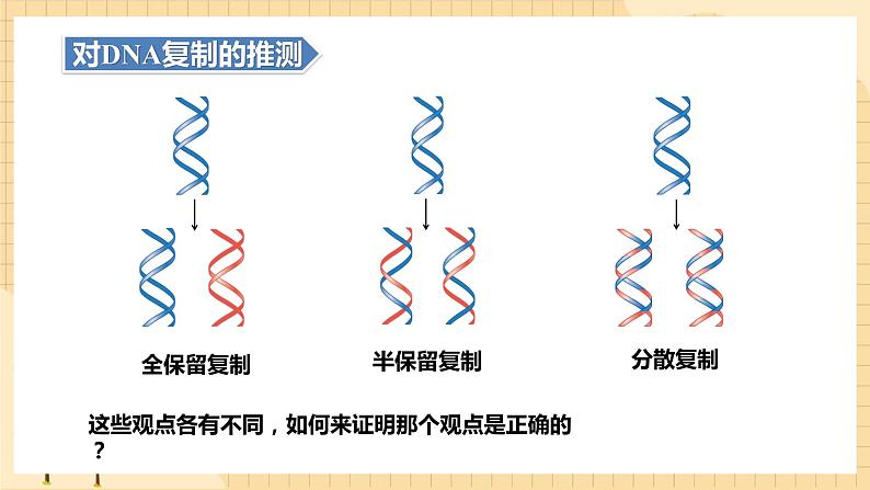 3.3DNA的复制  课件 新人教版生物必修204