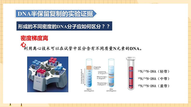 3.3DNA的复制  课件 新人教版生物必修207