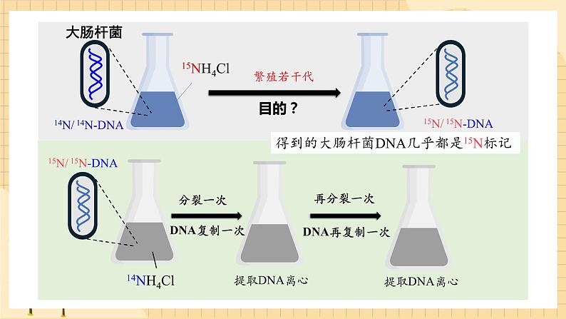 3.3DNA的复制  课件 新人教版生物必修208