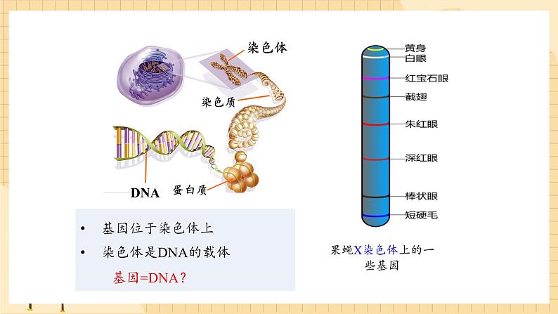 3.4基因通常是有遗传效应的DNA片段  课件 新人教版生物必修203