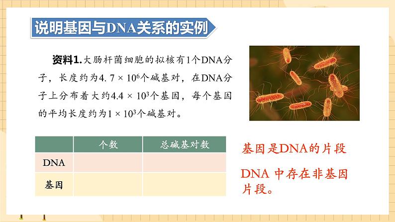 3.4基因通常是有遗传效应的DNA片段  课件 新人教版生物必修205