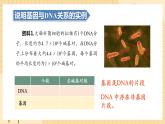 3.4基因通常是有遗传效应的DNA片段  课件 新人教版生物必修2