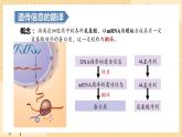 4.1基因指导蛋白质的合成（第二课时）  课件 新人教版生物必修2