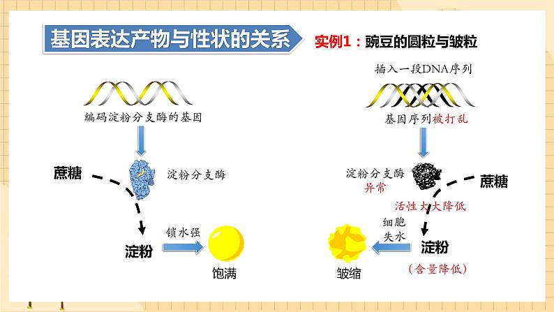 4.2基因表达与性状的关系  课件 新人教版生物必修2第5页