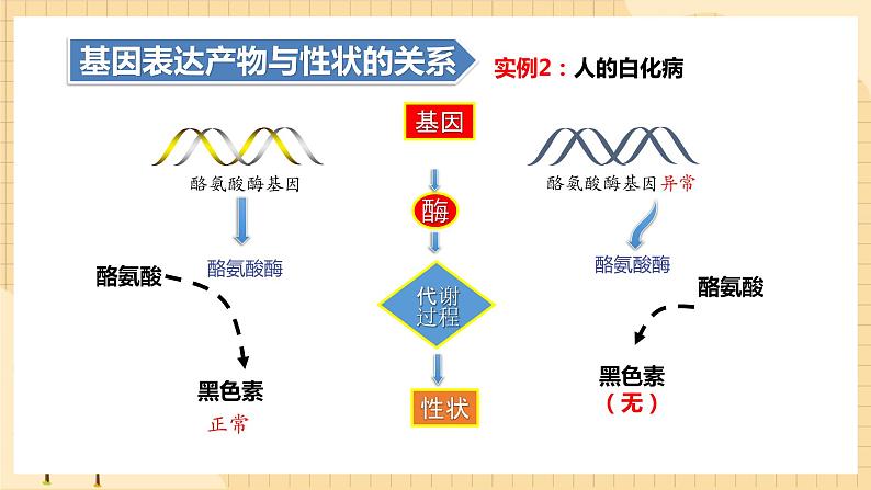 4.2基因表达与性状的关系  课件 新人教版生物必修2第6页