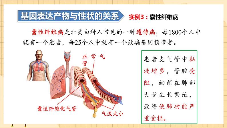 4.2基因表达与性状的关系  课件 新人教版生物必修2第7页