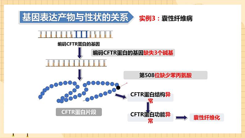 4.2基因表达与性状的关系  课件 新人教版生物必修2第8页