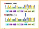 5.1基因突变和基因重组  课件 新人教版生物必修2