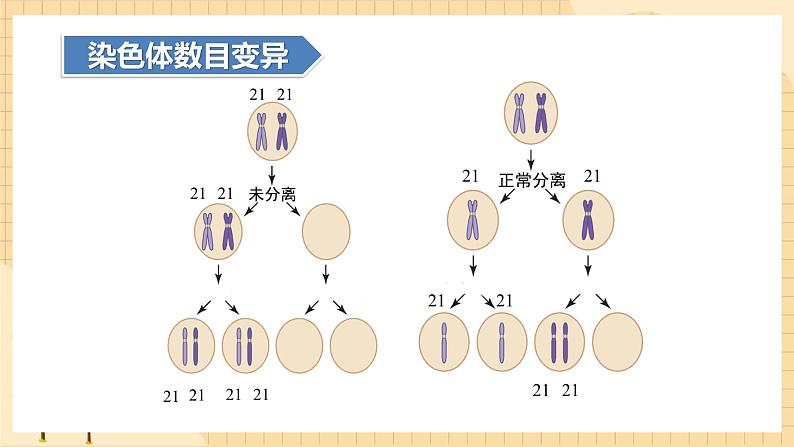 5.2染色体变异  课件 新人教版生物必修207