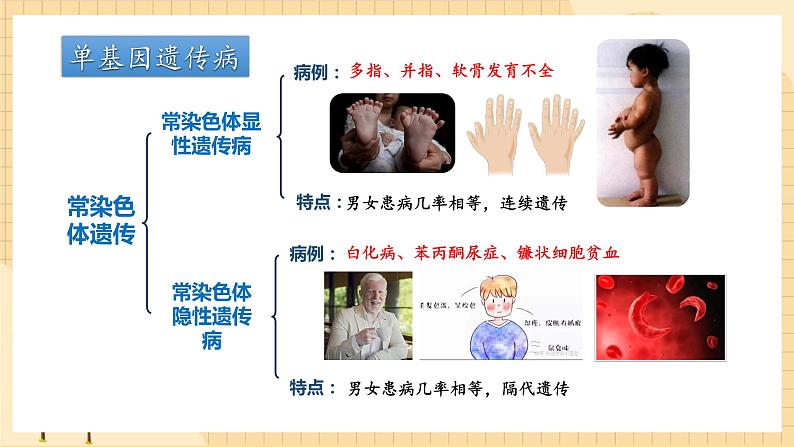 5.3人类遗传病  课件 新人教版生物必修207