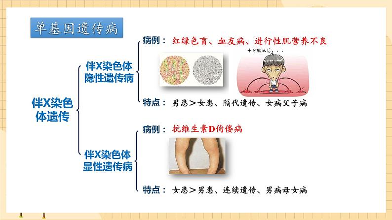 5.3人类遗传病  课件 新人教版生物必修208