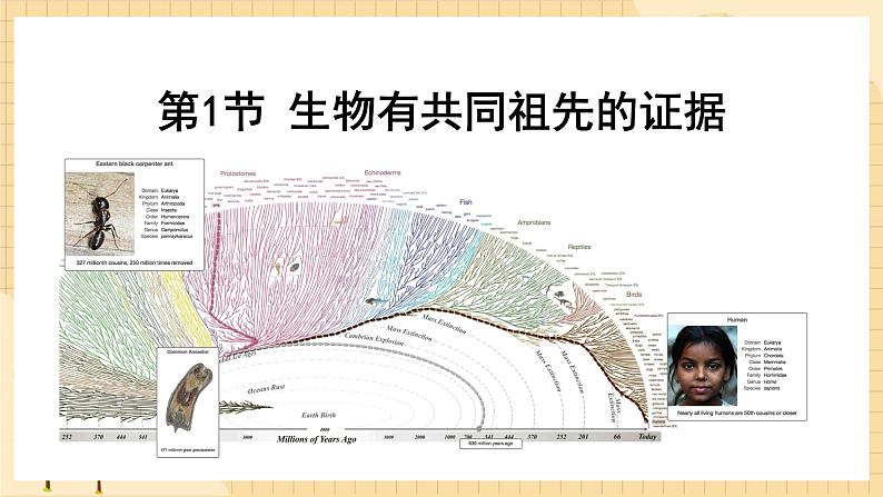 6.1生物有共同祖先的证据  课件 新人教版生物必修207