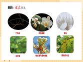 6.2自然选择与适应的形成  课件 新人教版生物必修2