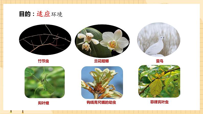 6.2自然选择与适应的形成  课件 新人教版生物必修2第4页