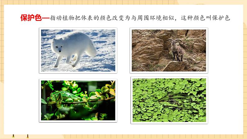 6.2自然选择与适应的形成  课件 新人教版生物必修2第5页