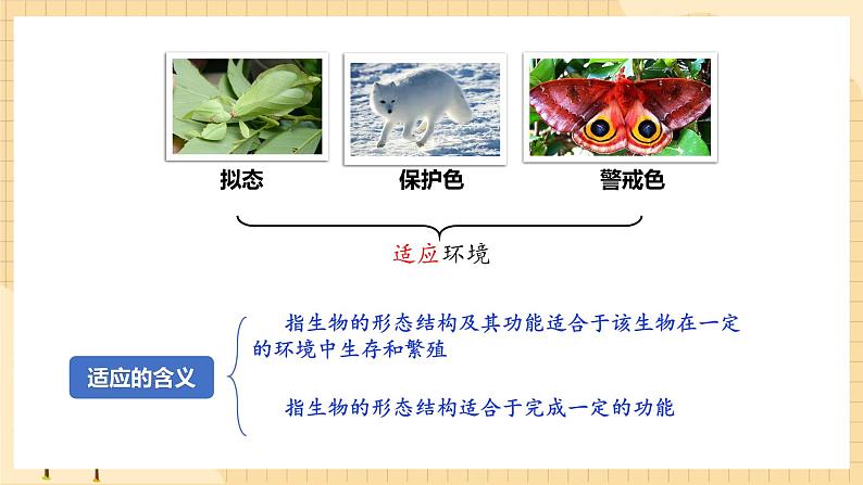 6.2自然选择与适应的形成  课件 新人教版生物必修2第7页