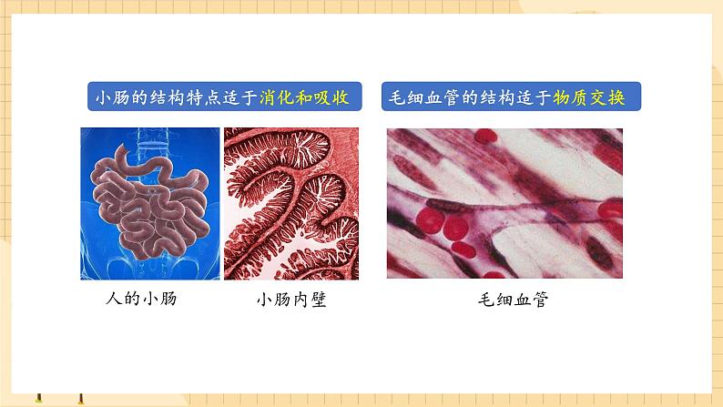 6.2自然选择与适应的形成  课件 新人教版生物必修2第8页