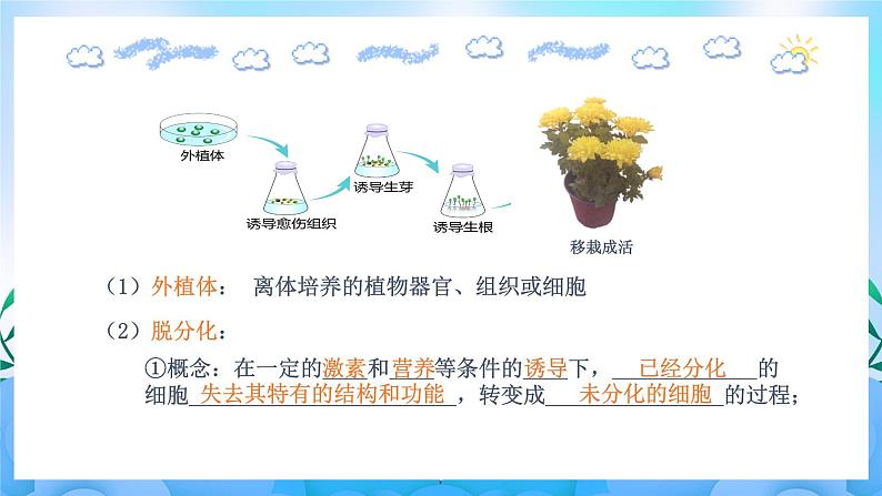 2.1.1 植物细胞工程的基本技术  课件+作业（原卷+解析卷）+素材（新人教版2019选择性必修3-高二生物）08