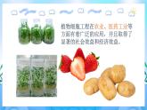 2.1.2 植物细胞工程的应用  课件+作业（原卷+解析卷）（新人教版2019选择性必修3-高二生物）