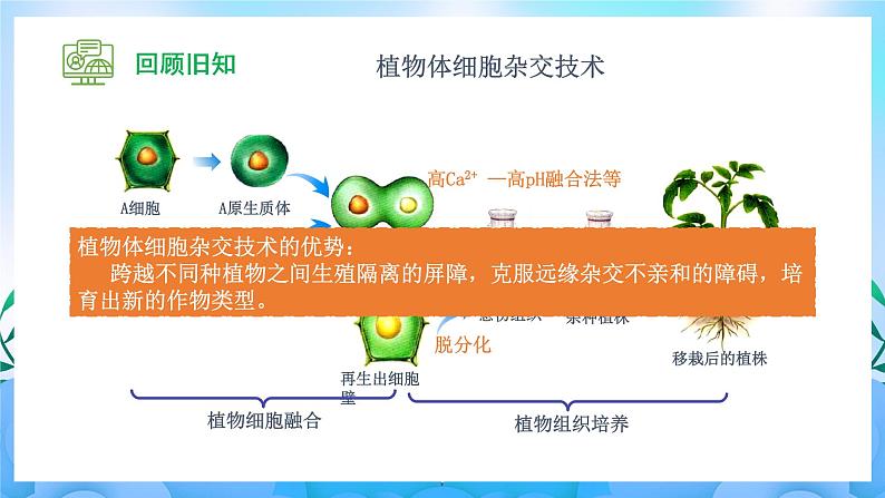 2.2.2 动物细胞融合技术与单克隆抗体  课件+作业（原卷+解析卷）+素材（新人教版2019选择性必修3-高二生物）03