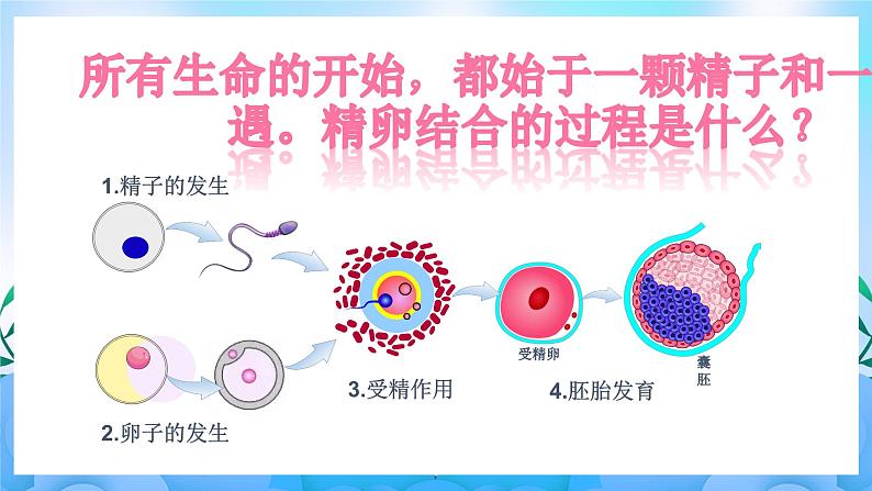 2.3.1 胚胎工程的理论基础  课件+作业（原卷+解析卷）+素材（新人教版2019选择性必修3-高二生物）06