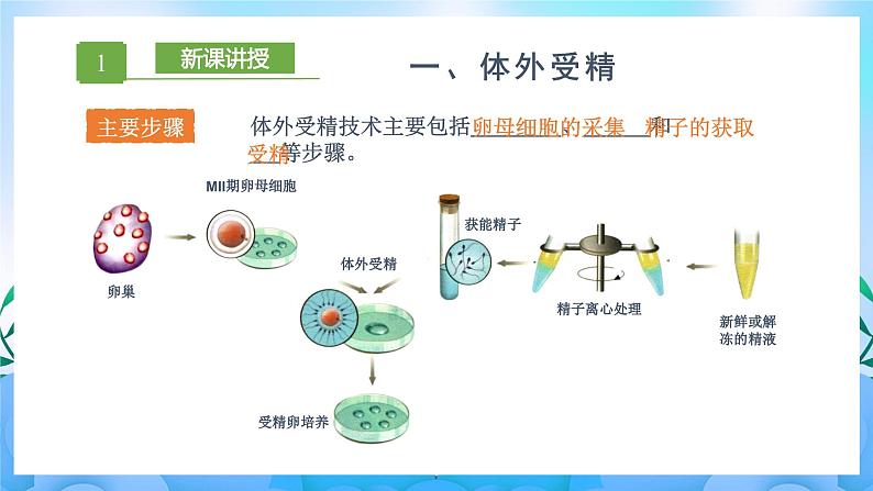 2.3.2 胚胎工程技术及其应用 课件+作业（原卷+解析卷）（新人教版2019选择性必修3-高二生物）05