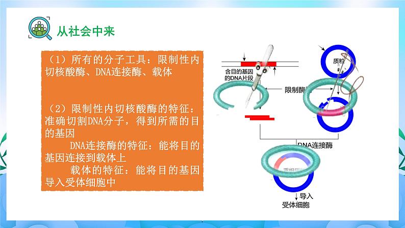 3.1 重组DNA技术的基本工具  课件+作业（原卷+解析卷）+素材（新人教版2019选择性必修3-高二生物）07