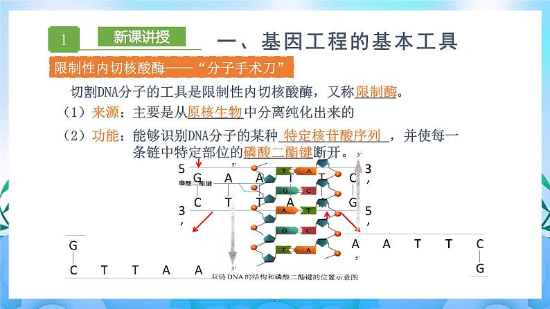 3.1 重组DNA技术的基本工具  课件+作业（原卷+解析卷）+素材（新人教版2019选择性必修3-高二生物）08