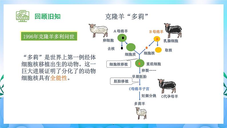 4.2 关注生殖性克隆人  课件+作业（原卷+解析卷）+素材（新人教版2019选择性必修3-高二生物）04