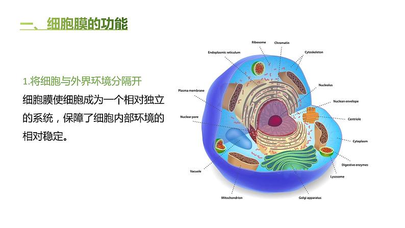 高中生物人教版（2019）必修1第三章3.1《细胞膜的结构和功能》课件第3页