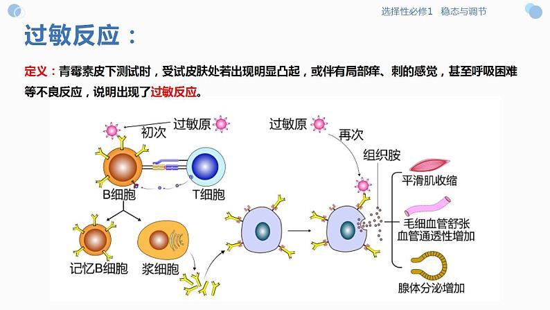 4.4 免疫功能异常引发的疾病（课件）-2023-2024高二生物同步精品课堂（沪科版选择性必修1）05