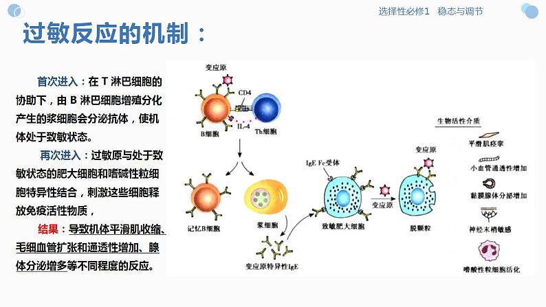 4.4 免疫功能异常引发的疾病（课件）-2023-2024高二生物同步精品课堂（沪科版选择性必修1）07