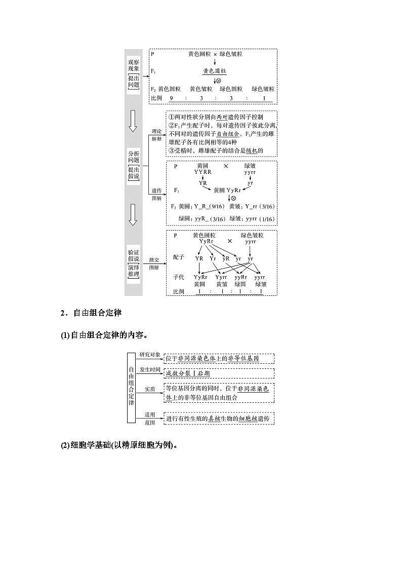 2024届高考生物一轮复习第5单元第15课基因的自由组合定律学案第2页
