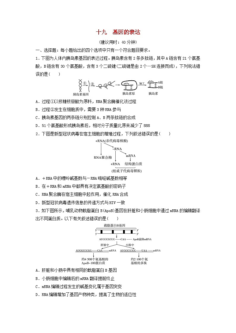 课时质量评价19基因的表达---2024版高考生物一轮总复习第1页