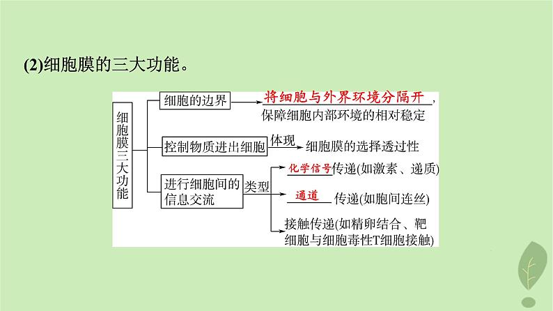 2024版高考生物一轮总复习第2单元细胞的基本结构第4课细胞膜和细胞核课件第5页