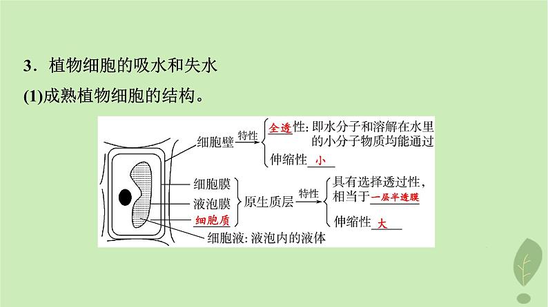 2024版高考生物一轮总复习第3单元细胞的能量供应和利用第6课细胞的物质输入和输出课件07