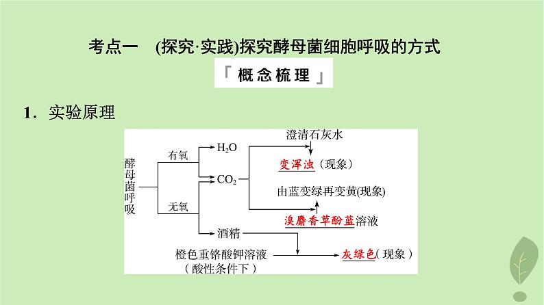 2024版高考生物一轮总复习第3单元细胞的能量供应和利用第8课细胞呼吸的原理和应用课件第4页