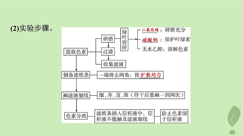 2024版高考生物一轮总复习第3单元细胞的能量供应和利用第9课捕获光能的色素和结构及光合作用过程课件第5页