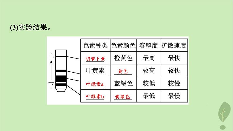 2024版高考生物一轮总复习第3单元细胞的能量供应和利用第9课捕获光能的色素和结构及光合作用过程课件第6页