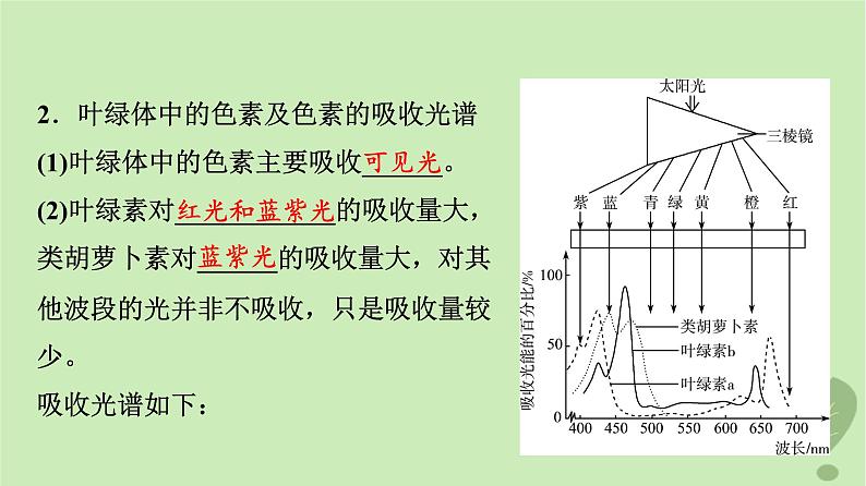 2024版高考生物一轮总复习第3单元细胞的能量供应和利用第9课捕获光能的色素和结构及光合作用过程课件第7页