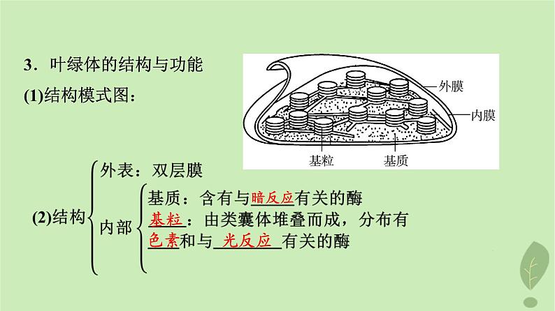 2024版高考生物一轮总复习第3单元细胞的能量供应和利用第9课捕获光能的色素和结构及光合作用过程课件第8页