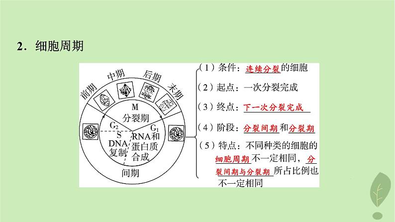 2024版高考生物一轮总复习第4单元细胞的生命历程第11课细胞的增殖课件05