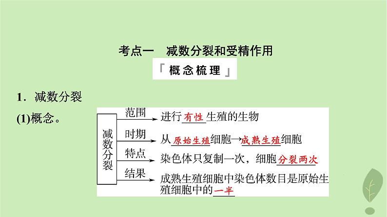 2024版高考生物一轮总复习第4单元细胞的生命历程第12课减数分裂和受精作用课件第4页