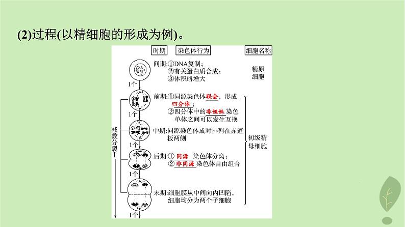 2024版高考生物一轮总复习第4单元细胞的生命历程第12课减数分裂和受精作用课件第5页