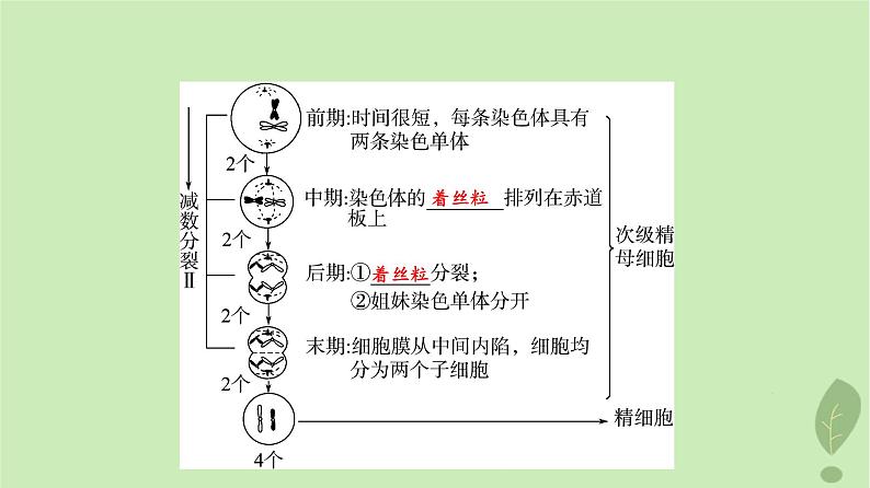 2024版高考生物一轮总复习第4单元细胞的生命历程第12课减数分裂和受精作用课件第6页