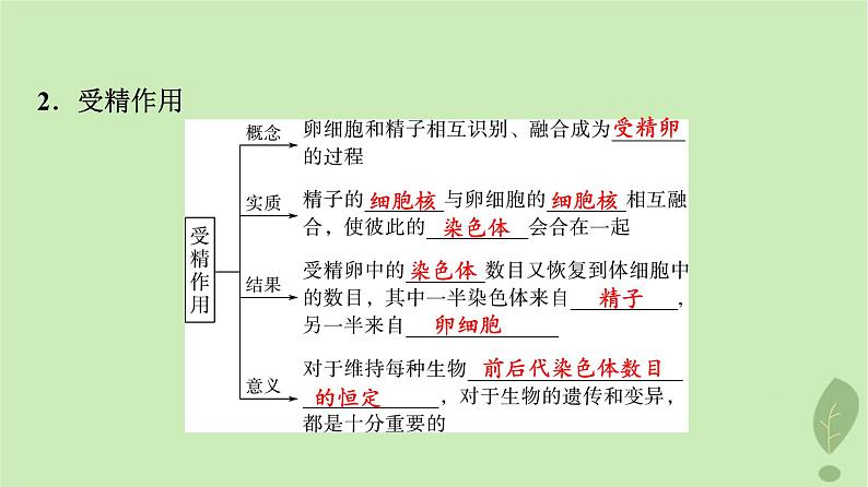 2024版高考生物一轮总复习第4单元细胞的生命历程第12课减数分裂和受精作用课件第8页